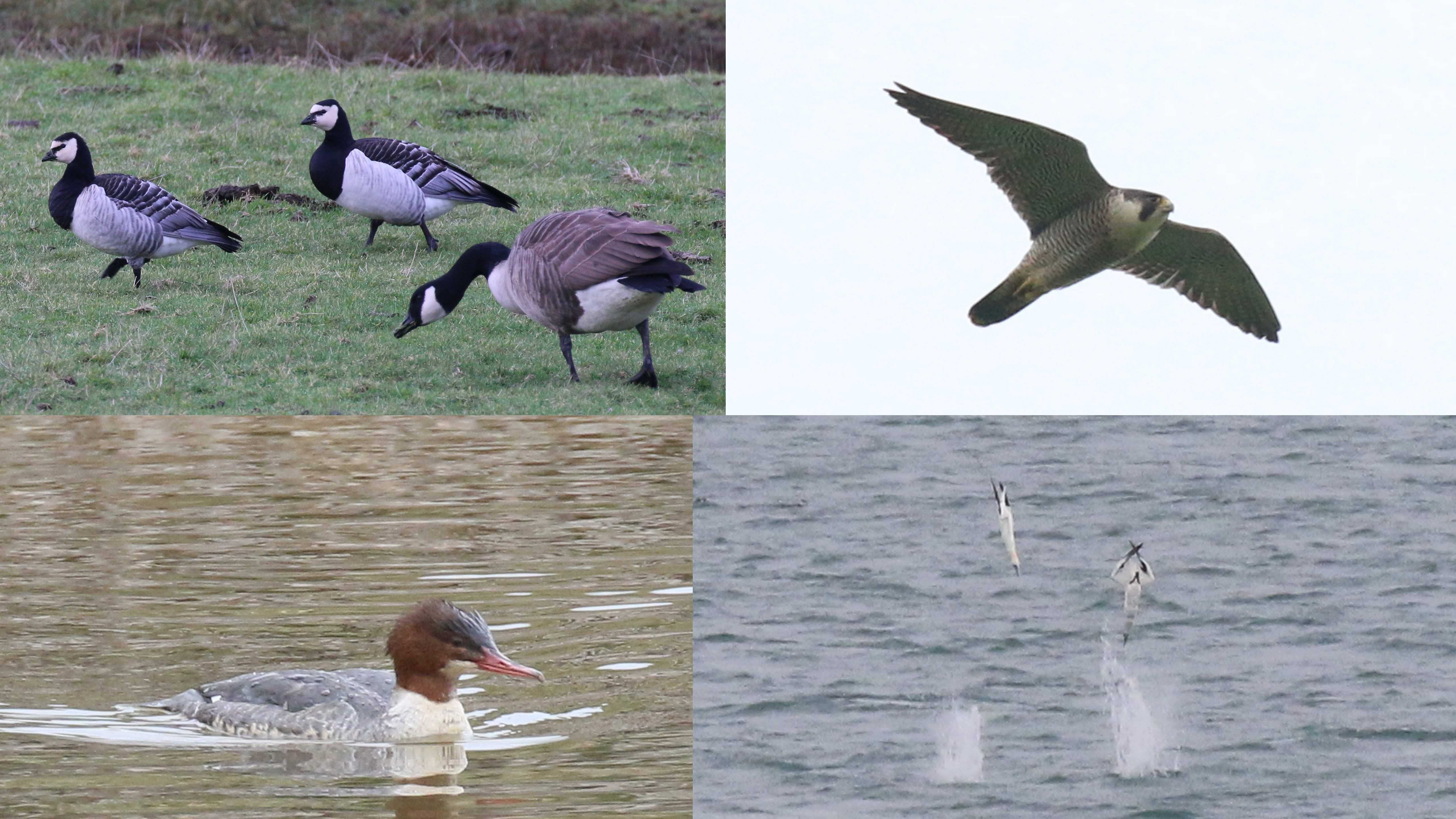 Recent Sightings – The Sussex Ornithological Society